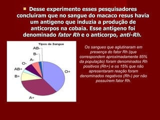 Desse experimento esses pesquisadores concluíram que no sangue do macaco resus havia um antígeno que induzia a produção de anticorpos na cobaia. Esse antígeno foi denominado  fator Rh  e o anticorpo,  anti-Rh.   Os sangues que aglutinaram em presença do fator Rh (que correspondem aproximadamente 85% da população) foram denominados Rh positivos (Rh+) e os 15% que não apresentaram reação foram denominados negativos (Rh-) por não possuírem fator Rh.   