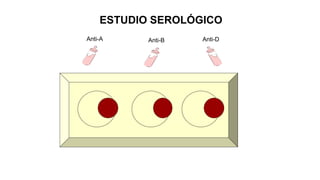 Anti-A Anti-B Anti-D
ESTUDIO SEROLÓGICO
 