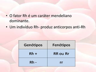 • O fator Rh é um caráter mendeliano
  dominante.
• Um indivíduo Rh- produz anticorpos anti-Rh
 