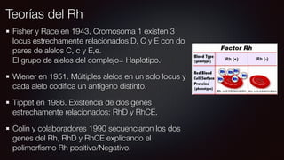 Teorías del Rh
Fisher y Race en 1943. Cromosoma 1 existen 3
locus estrechamente relacionados D, C y E con do
pares de alelos C, c y E,e. 
El grupo de alelos del complejo= Haplotipo.
Wiener en 1951. Múltiples alelos en un solo locus y
cada alelo codiﬁca un antígeno distinto.
Tippet en 1986. Existencia de dos genes
estrechamente relacionados: RhD y RhCE.
Colin y colaboradores 1990 secuenciaron los dos
genes del Rh, RhD y RhCE explicando el
polimorﬁsmo Rh positivo/Negativo.
 