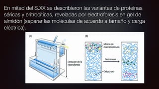 En mitad del S.XX se describieron las variantes de proteínas
séricas y eritrocíticas, reveladas por electroforesis en gel de
almidón (separar las moléculas de acuerdo a tamaño y carga
eléctrica).
 