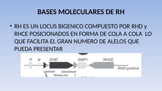 Rh Locus SISTEMA ABO Y RH INDETERMINADOS CALIFICADOS | PPT