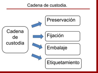 Preservación
Fijación
Embalaje
Cadena
de
custodia
Cadena de custodia.
Etiquetamiento
 