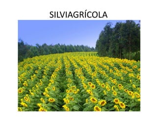 SILVIAGRÍCOLA
 