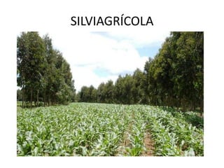 SILVIAGRÍCOLA
 