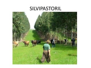 SILVIPASTORIL
 