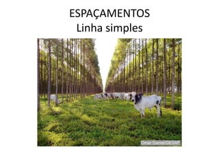 ESPAÇAMENTOS
Linha simples
 