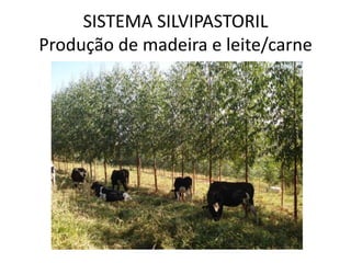 SISTEMA SILVIPASTORIL
Produção de madeira e leite/carne
 