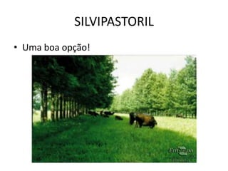 SILVIPASTORIL
• Uma boa opção!
 