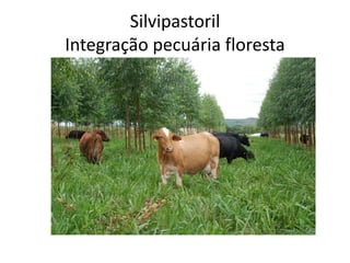 Silvipastoril
Integração pecuária floresta
 