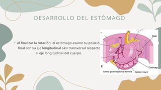 DESARROLLO DEL ESTÓMAGO
• Al finalizar la rotación, el estómago asume su posición
final con su eje longitudinal casi transversal respecto
al eje longitudinal del cuerpo.
 
