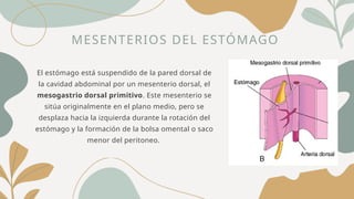 MESENTERIOS DEL ESTÓMAGO
El estómago está suspendido de la pared dorsal de
la cavidad abdominal por un mesenterio dorsal, el
mesogastrio dorsal primitivo. Este mesenterio se
sitúa originalmente en el plano medio, pero se
desplaza hacia la izquierda durante la rotación del
estómago y la formación de la bolsa omental o saco
menor del peritoneo.
 