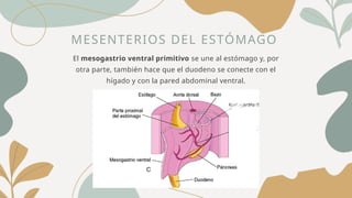 MESENTERIOS DEL ESTÓMAGO
El mesogastrio ventral primitivo se une al estómago y, por
otra parte, también hace que el duodeno se conecte con el
hígado y con la pared abdominal ventral.
 