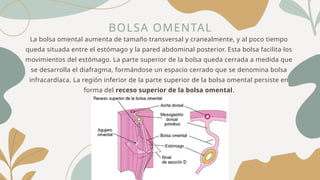 BOLSA OMENTAL
La bolsa omental aumenta de tamaño transversal y cranealmente, y al poco tiempo
queda situada entre el estómago y la pared abdominal posterior. Esta bolsa facilita los
movimientos del estómago. La parte superior de la bolsa queda cerrada a medida que
se desarrolla el diafragma, formándose un espacio cerrado que se denomina bolsa
infracardíaca. La región inferior de la parte superior de la bolsa omental persiste en
forma del receso superior de la bolsa omental.
 