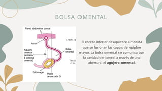 BOLSA OMENTAL
El receso inferior desaparece a medida
que se fusionan las capas del epiplón
mayor. La bolsa omental se comunica con
la cavidad peritoneal a través de una
abertura, el agujero omental.
 