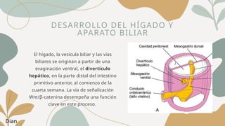 DESARROLLO DEL HÍGADO Y
APARATO BILIAR
El hígado, la vesícula biliar y las vías
biliares se originan a partir de una
evaginación ventral, el divertículo
hepático, en la parte distal del intestino
primitivo anterior, al comienzo de la
cuarta semana. La vía de señalización
Wnt/β-catenina desempeña una función
clave en este proceso.
Dian
 