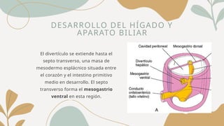 DESARROLLO DEL HÍGADO Y
APARATO BILIAR
El divertículo se extiende hasta el
septo transverso, una masa de
mesodermo esplácnico situada entre
el corazón y el intestino primitivo
medio en desarrollo. El septo
transverso forma el mesogastrio
ventral en esta región.
 