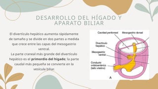 DESARROLLO DEL HÍGADO Y
APARATO BILIAR
El divertículo hepático aumenta rápidamente
de tamaño y se divide en dos partes a medida
que crece entre las capas del mesogastrio
ventral.
La parte craneal más grande del divertículo
hepático es el primordio del hígado; la parte
caudal más pequeña se convierte en la
vesícula biliar.
 