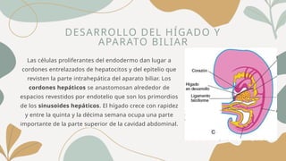 DESARROLLO DEL HÍGADO Y
APARATO BILIAR
Las células proliferantes del endodermo dan lugar a
cordones entrelazados de hepatocitos y del epitelio que
revisten la parte intrahepática del aparato biliar. Los
cordones hepáticos se anastomosan alrededor de
espacios revestidos por endotelio que son los primordios
de los sinusoides hepáticos. El hígado crece con rapidez
y entre la quinta y la décima semana ocupa una parte
importante de la parte superior de la cavidad abdominal.
 