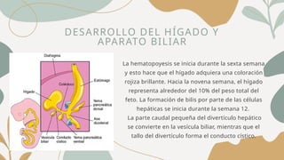 DESARROLLO DEL HÍGADO Y
APARATO BILIAR
La hematopoyesis se inicia durante la sexta semana
y esto hace que el hígado adquiera una coloración
rojiza brillante. Hacia la novena semana, el hígado
representa alrededor del 10% del peso total del
feto. La formación de bilis por parte de las células
hepáticas se inicia durante la semana 12.
La parte caudal pequeña del divertículo hepático
se convierte en la vesícula biliar, mientras que el
tallo del divertículo forma el conducto cístico.
 