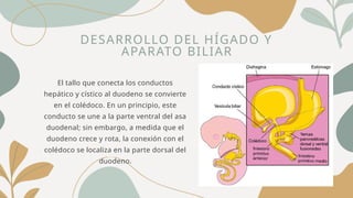 DESARROLLO DEL HÍGADO Y
APARATO BILIAR
El tallo que conecta los conductos
hepático y cístico al duodeno se convierte
en el colédoco. En un principio, este
conducto se une a la parte ventral del asa
duodenal; sin embargo, a medida que el
duodeno crece y rota, la conexión con el
colédoco se localiza en la parte dorsal del
duodeno.
 