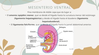 MESENTERIO VENTRAL
Fina membrana de doble capa que da lugar a:
• El omento (epiplón) menor, que va desde el hígado hasta la curvatura menor del estómago
(ligamento hepatogástrico) y desde el hígado hasta el duodeno (ligamento
hepatoduodenal).
• El ligamento falciforme, que va desde el hígado hasta la pared abdominal anterior.
 