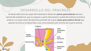 DESARROLLO DEL PÁNCREAS
Se desarrolla entre las capas del mesenterio desde las yemas pancreáticas dorsal y
ventral del endodermo, que se originan a partir del extremo caudal del intestino primitivo
anterior. La mayor parte del páncreas procede de la gran yema pancreática dorsal que
aparece al inicio y se desarrolla a una corta distancia por encima de la yema ventral.
Dian
 