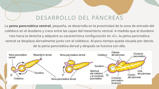 DESARROLLO DEL PÁNCREAS
La yema pancreática ventral, pequeña, se desarrolla en la proximidad de la zona de entrada del
colédoco en el duodeno y crece entre las capas del mesenterio ventral. A medida que el duodeno
rota hacia la derecha y adquiere su característica configuración en «C», la yema pancreática
ventral se desplaza dorsalmente junto con el colédoco. Al poco tiempo queda situada por detrás
de la yema pancreática dorsal y después se fusiona con ella.
 