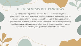 HISTOGÉNESIS DEL PÁNCREAS
El parénquima del páncreas procede del endodermo de las yemas
pancreáticas, que forma una red de túbulos. Al comienzo del período fetal se
empiezan a desarrollar los acinos pancreáticos a partir de grupos celulares
que rodean los extremos de estos túbulos (conductos pancreáticos primitivos).
Los islotes pancreáticos se desarrollan a partir de grupos celulares que se
separan de los túbulos y que quedan situados entre los acinos.
 