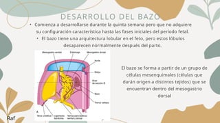 DESARROLLO DEL BAZO
• Comienza a desarrollarse durante la quinta semana pero que no adquiere
su configuración característica hasta las fases iniciales del período fetal.
• El bazo tiene una arquitectura lobular en el feto, pero estos lóbulos
desaparecen normalmente después del parto.
Raf
El bazo se forma a partir de un grupo de
células mesenquimales (células que
darán origen a distintos tejidos) que se
encuentran dentro del mesogastrio
dorsal
 