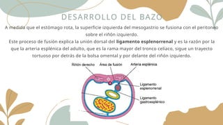 DESARROLLO DEL BAZO
A medida que el estómago rota, la superficie izquierda del mesogastrio se fusiona con el peritoneo
sobre el riñón izquierdo.
Este proceso de fusión explica la unión dorsal del ligamento esplenorrenal y es la razón por la
que la arteria esplénica del adulto, que es la rama mayor del tronco celíaco, sigue un trayecto
tortuoso por detrás de la bolsa omental y por delante del riñón izquierdo.
 
