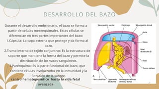 DESARROLLO DEL BAZO
centro hematopoyético hasta la vida fetal
avanzada
Durante el desarrollo embrionario, el bazo se forma a
partir de células mesenquimales. Estas células se
diferencian en tres partes importantes del bazo:
1.Cápsula: La capa externa que protege y da forma al
bazo.
2.Trama interna de tejido conjuntivo: Es la estructura de
soporte que mantiene la forma del bazo y permite la
distribución de los vasos sanguíneos.
3.Parénquima: Es la parte funcional del bazo, que
contiene células involucradas en la inmunidad y la
filtración de la sangre.
 