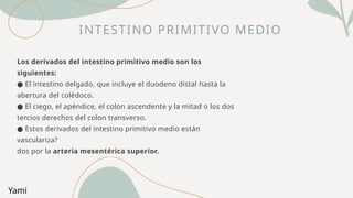 Los derivados del intestino primitivo medio son los
siguientes:
● El intestino delgado, que incluye el duodeno distal hasta la
abertura del colédoco.
● El ciego, el apéndice, el colon ascendente y la mitad o los dos
tercios derechos del colon transverso.
● Estos derivados del intestino primitivo medio están
vasculariza?
dos por la arteria mesentérica superior.
INTESTINO PRIMITIVO MEDIO
Yami
 