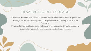 DESARROLLO DEL ESÓFAGO
El músculo estriado que forma la capa muscular externa del tercio superior del
esófago deriva del mesénquima correspondiente al cuarto y al sexto arco
faríngeos.
El músculo liso, localizado principalmente en el tercio inferior del esófago, se
desarrolla a partir del mesénquima esplácnico adyacente.
 