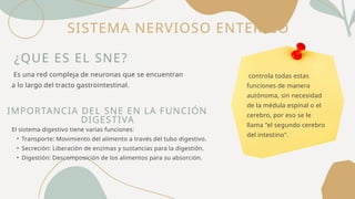 SISTEMA NERVIOSO ENTERICO
¿QUE ES EL SNE?
Es una red compleja de neuronas que se encuentran
a lo largo del tracto gastrointestinal.
El sistema digestivo tiene varias funciones:
• Transporte: Movimiento del alimento a través del tubo digestivo.
• Secreción: Liberación de enzimas y sustancias para la digestión.
• Digestión: Descomposición de los alimentos para su absorción.
IMPORTANCIA DEL SNE EN LA FUNCIÓN
DIGESTIVA
controla todas estas
funciones de manera
autónoma, sin necesidad
de la médula espinal o el
cerebro, por eso se le
llama "el segundo cerebro
del intestino".
 
