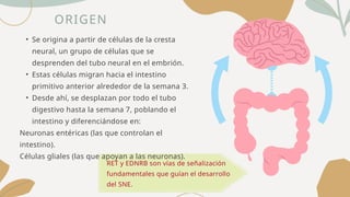 ORIGEN
• Se origina a partir de células de la cresta
neural, un grupo de células que se
desprenden del tubo neural en el embrión.
• Estas células migran hacia el intestino
primitivo anterior alrededor de la semana 3.
• Desde ahí, se desplazan por todo el tubo
digestivo hasta la semana 7, poblando el
intestino y diferenciándose en:
Neuronas entéricas (las que controlan el
intestino).
Células gliales (las que apoyan a las neuronas).
RET y EDNRB son vías de señalización
fundamentales que guían el desarrollo
del SNE.
 