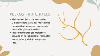 PLEXOS PRINCIPALES
• Plexo mientérico (de Auerbach):
Ubicado entre las capas musculares
longitudinal y circular, controla la
motilidad gastrointestinal.
• Plexo submucoso (de Meissner):
Situado en la submucosa, regula las
secreciones y el flujo sanguíneo
local.
 