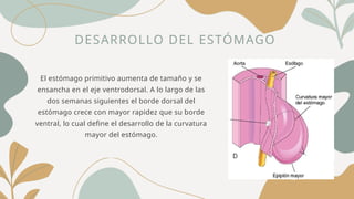 El estómago primitivo aumenta de tamaño y se
ensancha en el eje ventrodorsal. A lo largo de las
dos semanas siguientes el borde dorsal del
estómago crece con mayor rapidez que su borde
ventral, lo cual define el desarrollo de la curvatura
mayor del estómago.
DESARROLLO DEL ESTÓMAGO
 