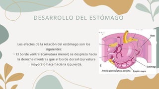 DESARROLLO DEL ESTÓMAGO
Los efectos de la rotación del estómago son los
siguientes:
• El borde ventral (curvatura menor) se desplaza hacia
la derecha mientras que el borde dorsal (curvatura
mayor) lo hace hacia la izquierda.
.
 