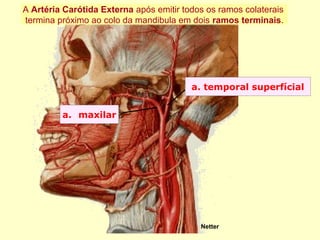 a. temporal superfícial
a. maxilar
Netter
A Artéria Carótida Externa após emitir todos os ramos colaterais
termina próximo ao colo da mandibula em dois ramos terminais.
 