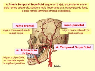 Sobotta
A Artéria Temporal Superficial segue um trajeto ascendente, emite
dois ramos colaterais, sendo o mais importante a a. transversa da face,
e dois ramos terminais (frontal e parietal).
A. Temporal Superfícial
a. transversa
da face
ramo frontal ramo parietal
Irrigam a gl parótida,
m. masseter e pele
da região zigomática
Irriga o couro cabeludo da
região frontal
Irriga o couro cabeludo da
região parietal
 
