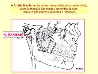 A. MAXILAR
Madeira
A Artéria Maxilar emite vários ramos colaterais e um terminal,
supre a irrigação das regiões profundas da face,
inclusive dos dentes superiores e inferiores.
 