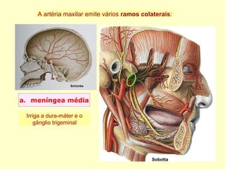 a. meníngea média
Sobotta
Schünke
A artéria maxilar emite vários ramos colaterais:
Irriga a dura-máter e o
gânglio trigeminal
 