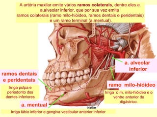 a. alveolar
inferior
ramos dentais
e peridentais
ramo milo-hióideo
a. mentual Netter
A artéria maxilar emite vários ramos colaterais, dentre eles a
a.alveolar inferior, que por sua vez emite
ramos colaterais (ramo milo-hióideo, ramos dentais e peridentais)
e um ramo terminal (a.mentual).
Irriga polpa e
periodonto dos
dentes inferiores
Irriga lábio inferior e gengiva vestibular anterior inferior
Irriga o m. milo-hióideo e o
ventre anterior do
digástrico.
 