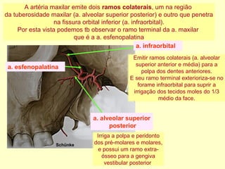 a. infraorbital
a. esfenopalatina
a. alveolar superior
posterior
Schünke
A artéria maxilar emite dois ramos colaterais, um na região
da tuberosidade maxilar (a. alveolar superior posterior) e outro que penetra
na fissura orbital inferior (a. infraorbital).
Por esta vista podemos tb observar o ramo terminal da a. maxilar
que é a a. esfenopalatina
Irriga a polpa e peridonto
dos pré-molares e molares,
e possui um ramo extra-
ósseo para a gengiva
vestibular posterior
Emitir ramos colaterais (a. alveolar
superior anterior e média) para a
polpa dos dentes anteriores.
E seu ramo terminal exterioriza-se no
forame infraorbital para suprir a
irrigação dos tecidos moles do 1/3
médio da face.
 