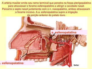 a. esfenopalatina
a. esfenopalatina
Netter
A artéria maxilar emite seu ramo terminal que penetra na fossa pterigopalatina
para atravessar o forame esfenopalatino e atingir a cavidade nasal.
Percorre o septo nasal juntamente com o n. nasopalatino, ambos atravessam
o forame incisivo. A a. esfenopalatina supre a irrigação
da porção anterior do palato duro.
 