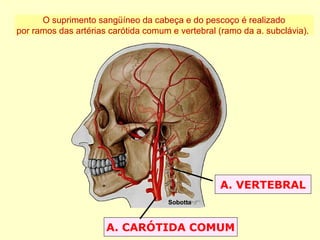 A. CARÓTIDA COMUM
A. VERTEBRAL
Sobotta
O suprimento sangüíneo da cabeça e do pescoço é realizado
por ramos das artérias carótida comum e vertebral (ramo da a. subclávia).
 
