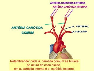 ARTÉRIA CARÓTIDA EXTERNAARTÉRIA CARÓTIDA EXTERNA
ARTÉRIA CARÓTIDA INTERNAARTÉRIA CARÓTIDA INTERNA
ARTÉRIA CARÓTIDAARTÉRIA CARÓTIDA
COMUMCOMUM
Relembrando: cada a. carótida comum se bifurca,
na altura do osso hióide,
em a. carótida interna e a. carótida externa.
A.A. VERTEBRALVERTEBRAL
A. SUBCLÁVIAA. SUBCLÁVIA
 