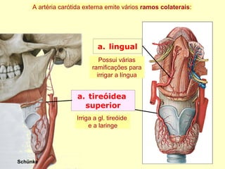 a. tireóidea
superior
a. lingual
Schünke
A artéria carótida externa emite vários ramos colaterais:
Irriga a gl. tireóide
e a laringe
Possui várias
ramificações para
irrigar a língua
 