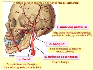 a. faríngea ascendente
a. occipital
a. auricular posterior
Sobotta
a. facial
A artéria carótida externa emite vários ramos colaterais:
Possui várias ramificações
para irrigar grande parte da face
Irriga a faringe
Irriga os músculos da região e
o couro cabeludo
Irriga orelha interna,céls mastóideas,
pavilhão da orelha, gl. parótida e ATM
 